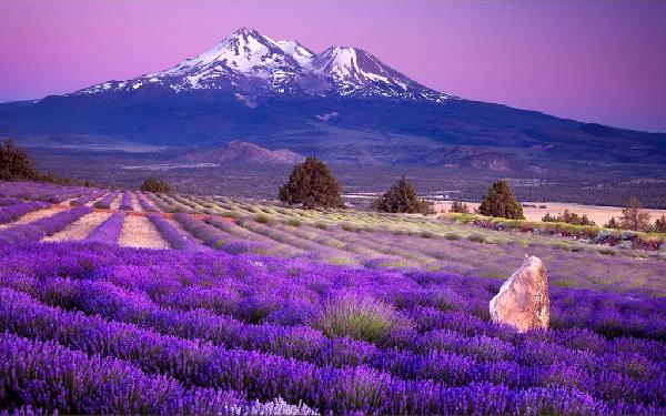 Lavender Provence Tour