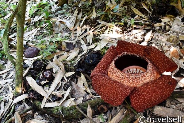 раффлезия rafflesia foto