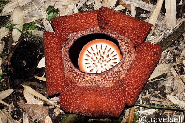 Rafflesia plant photo