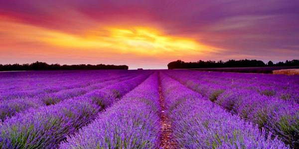 Lavender Provence Tour